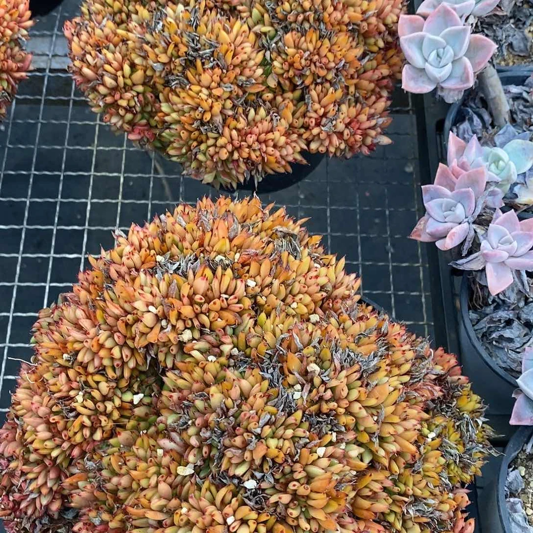 团虎鲸缀，福利多多