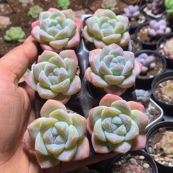 精控冰玉6颗组合套餐