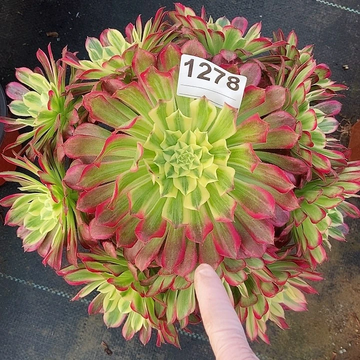 红陶1278天河3多肉