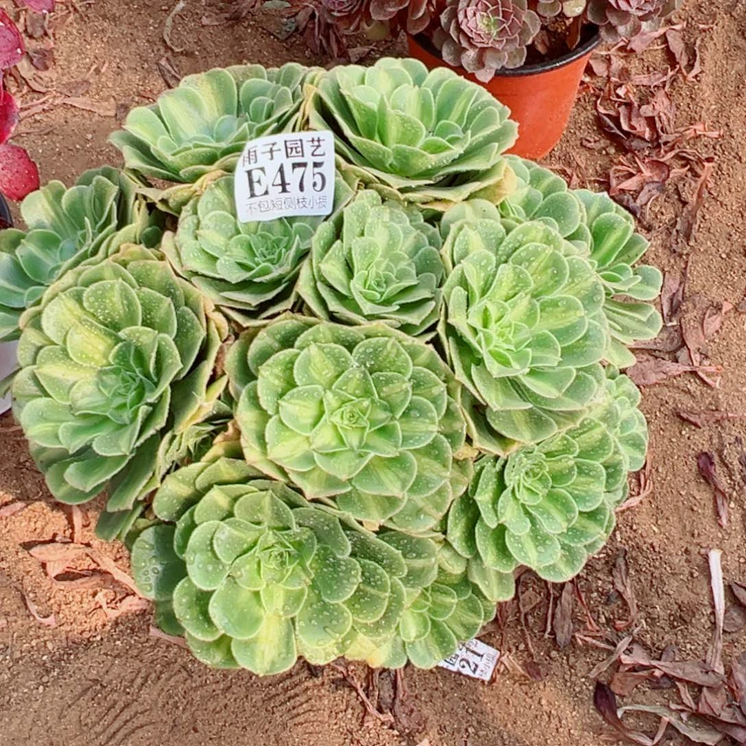 475翡翠琉璃尺寸28左右