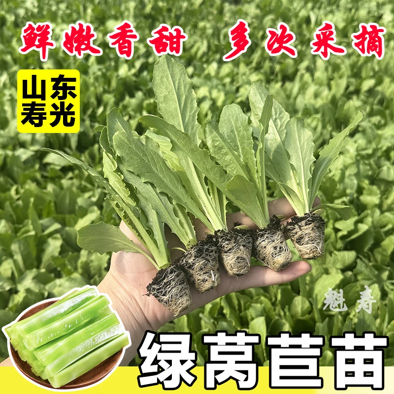 青皮莴笋苗红皮莴笋菜苗秧苗红叶莴笋秋冬季莴苣蔬菜菜苗耐寒耐热
