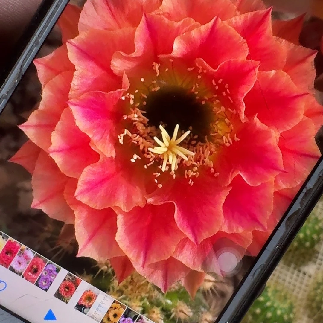火焰柴超越侧芽5公分毛花柱仙人球容易掉刺