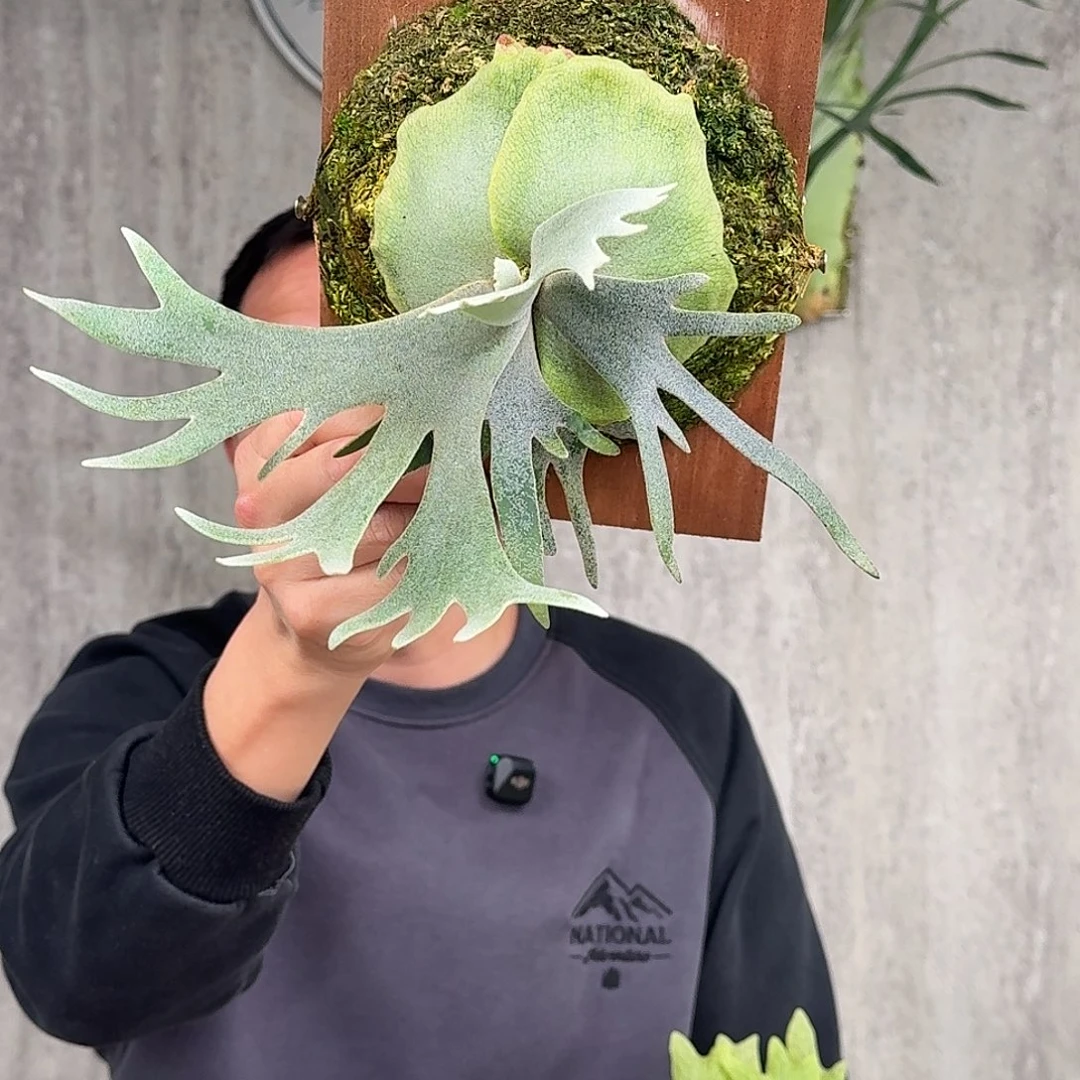 完全开放侏儒爪哇细菌鹿角蕨春野花园