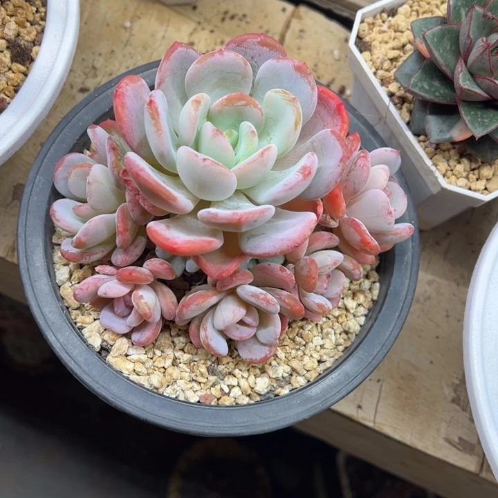 冰橙 老桩 夏鸣园艺