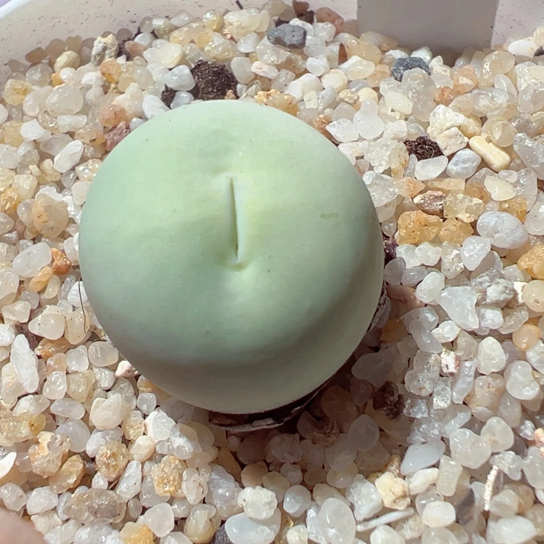 103-297多肉多肉鸽子蛋