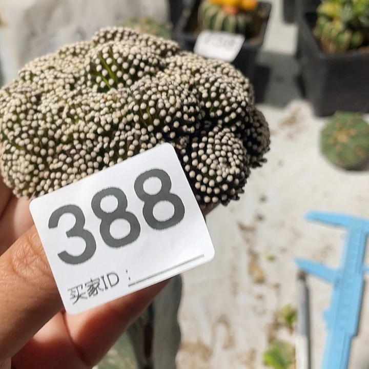 388号三角嫁接松针牡丹