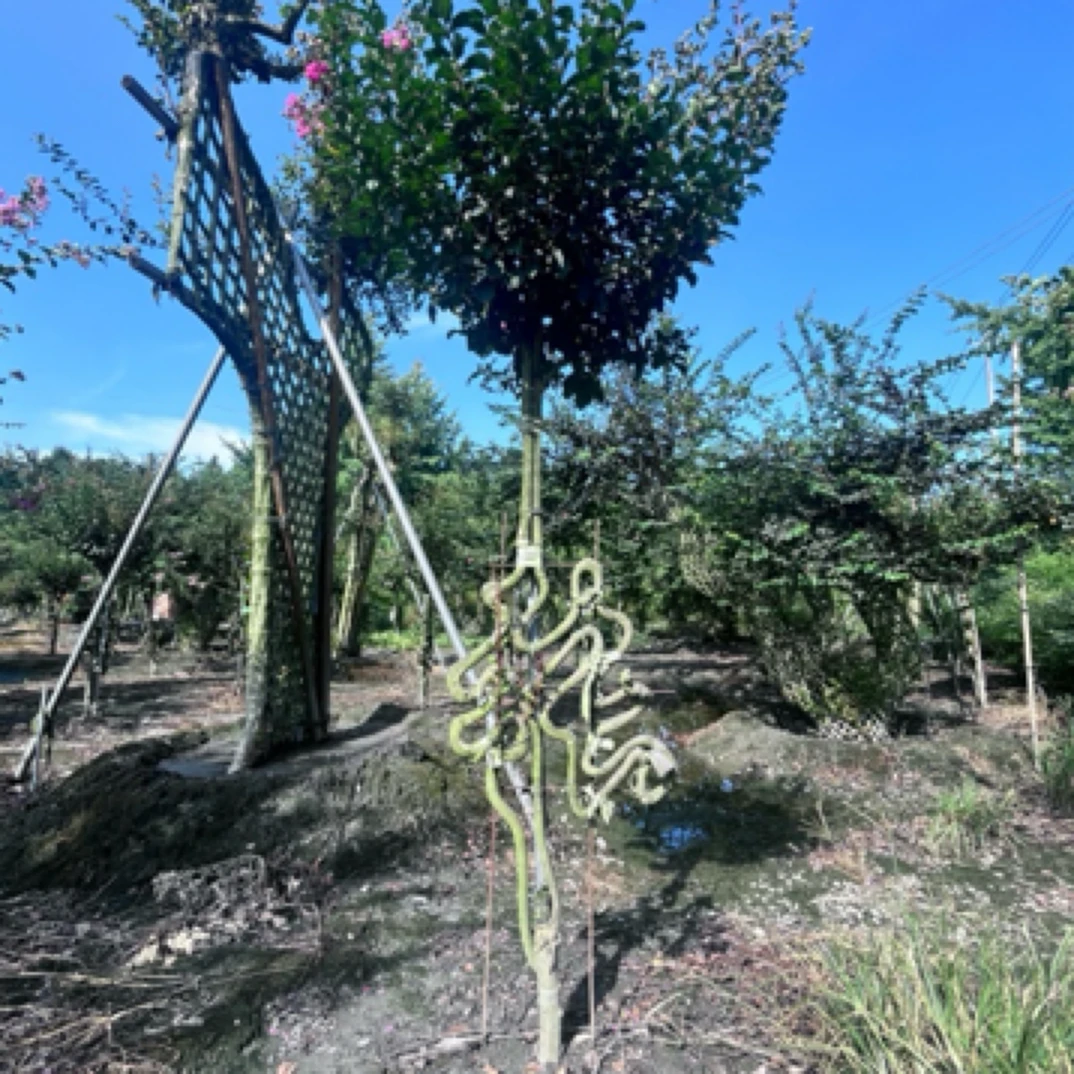 【一树一拍】紫薇百家姓/张/张总/张府/张老板