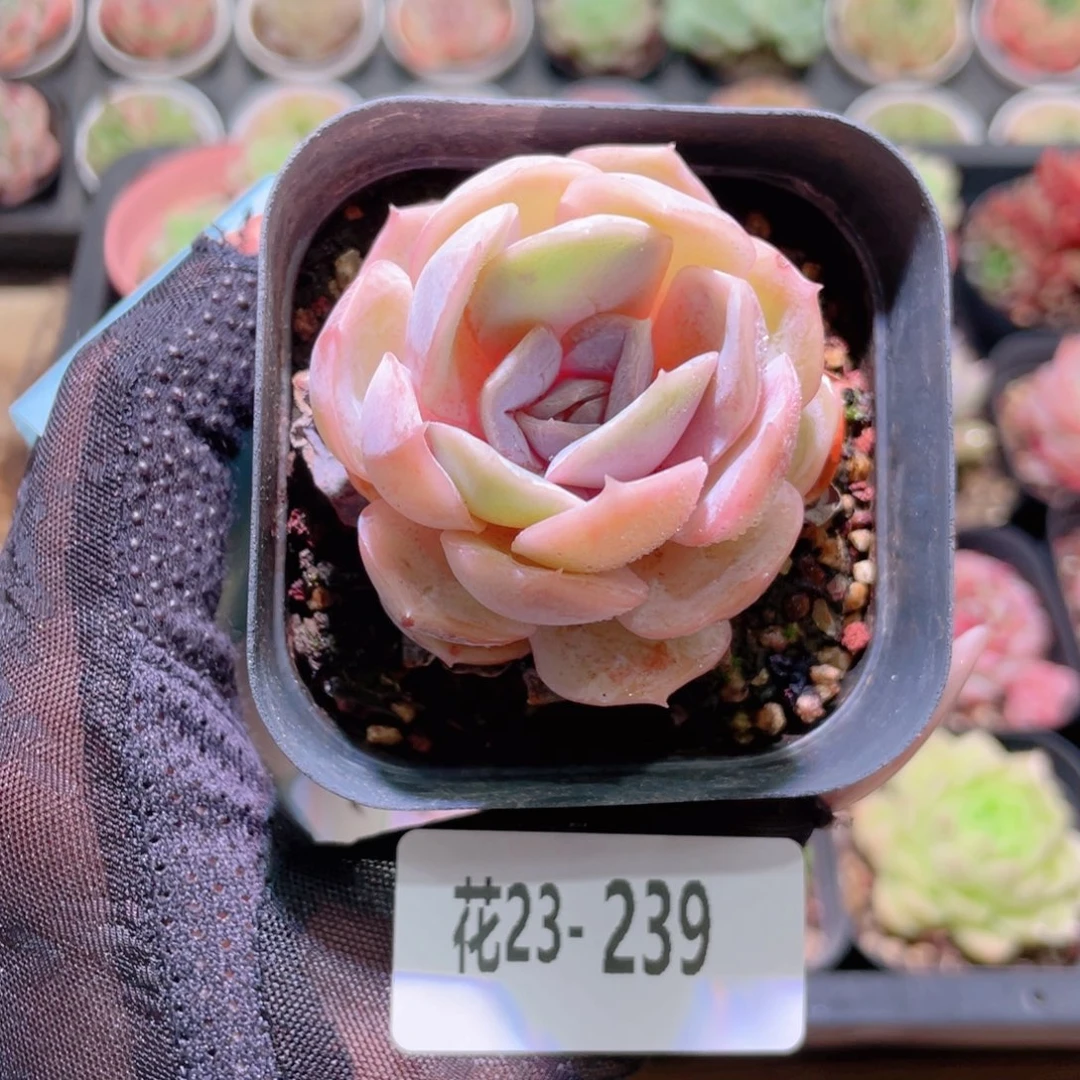 花利美23-239蓝色惊喜