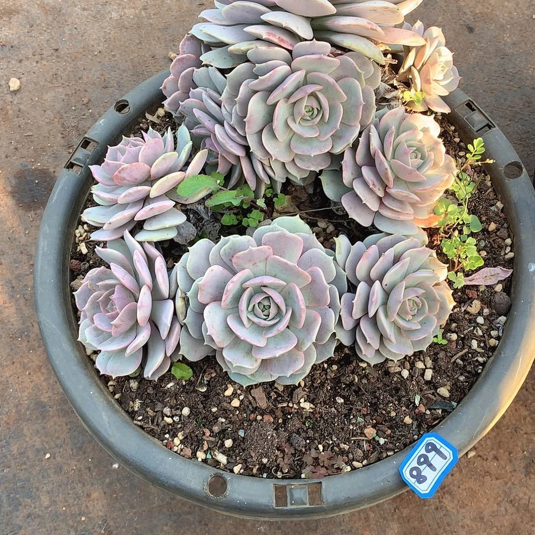 899粉蝶 一物一拍多肉