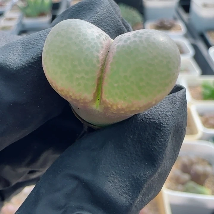 多肉植物姿态白草莓风铃52号