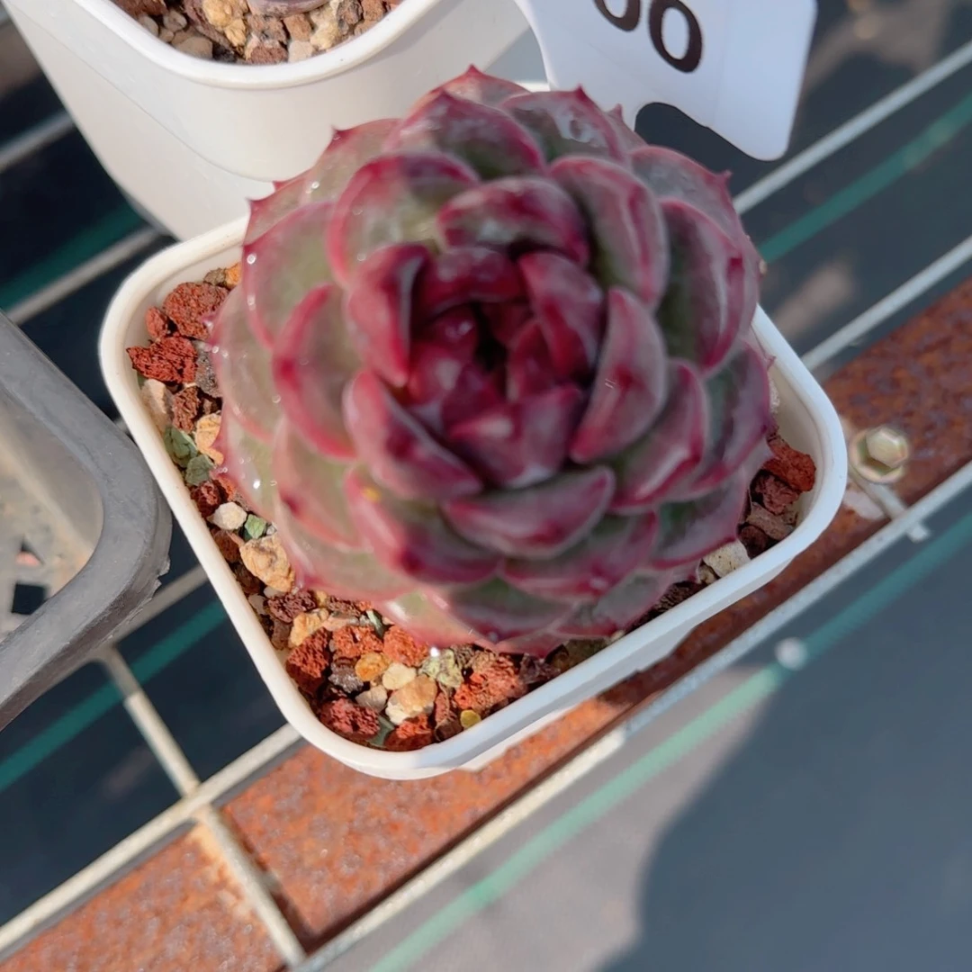 多肉植物0800………….