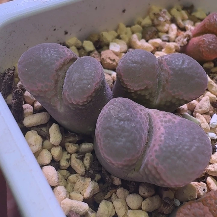 3号三头粉窗风铃一物一拍