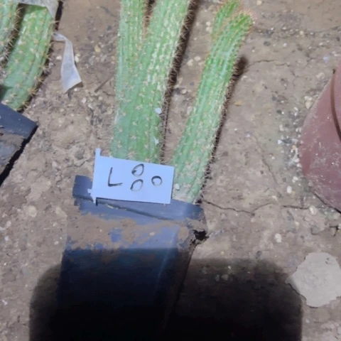 ?*嘟L80自根金妞甜心40