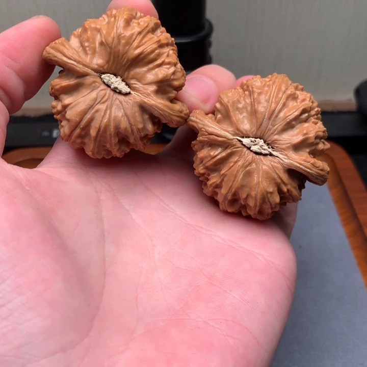 想***羊核桃白狮子！！！！！！