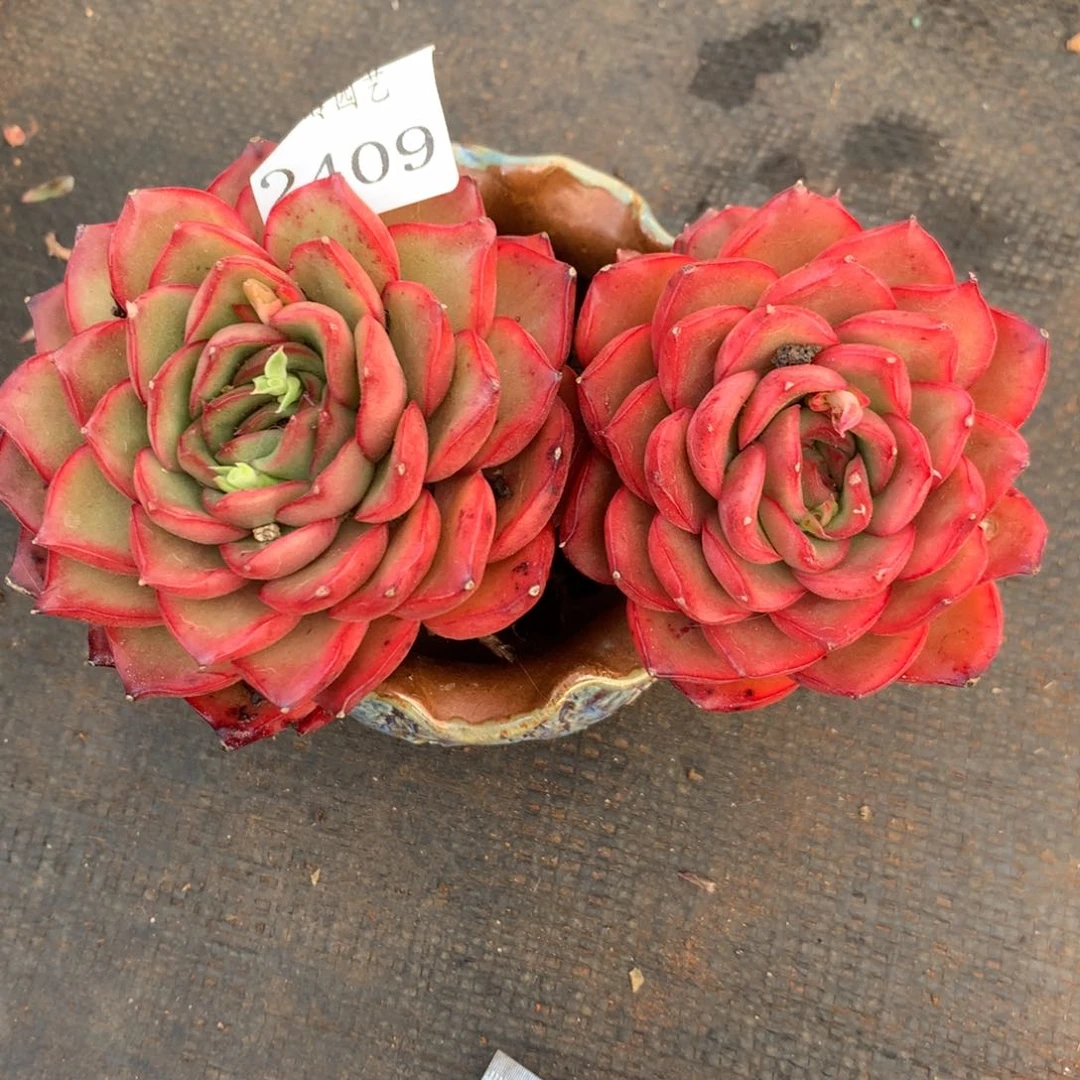 2409杂交精品基地14厘米