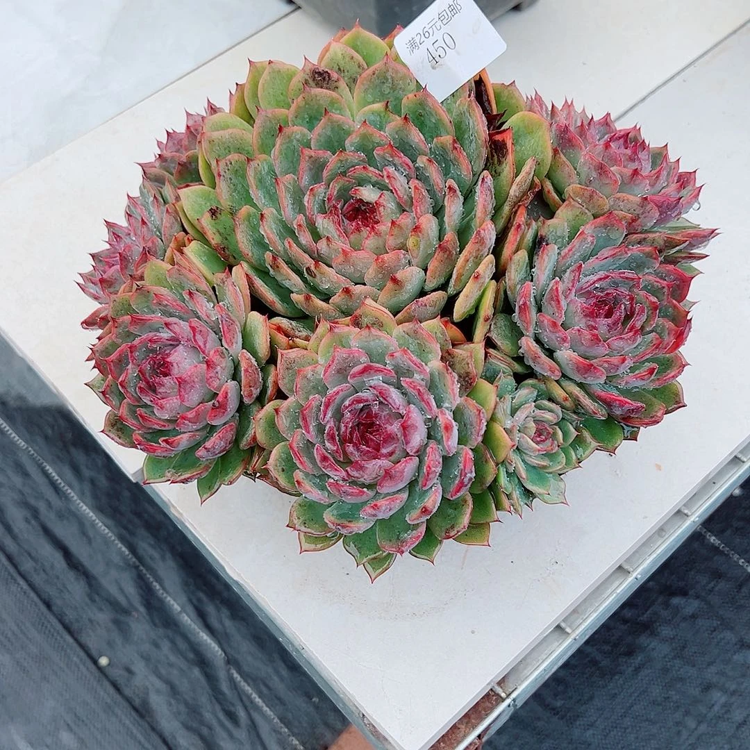 小***新450蓝色妖姬多肉植物多肉