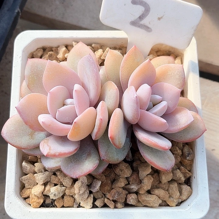 丁*h我是第一百个为妖刀应援的阴阳