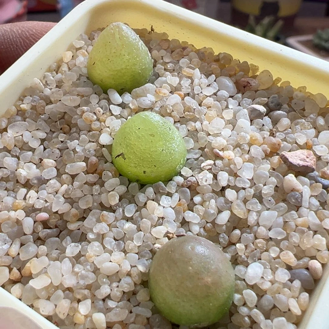 835哈墨灯泡三颗