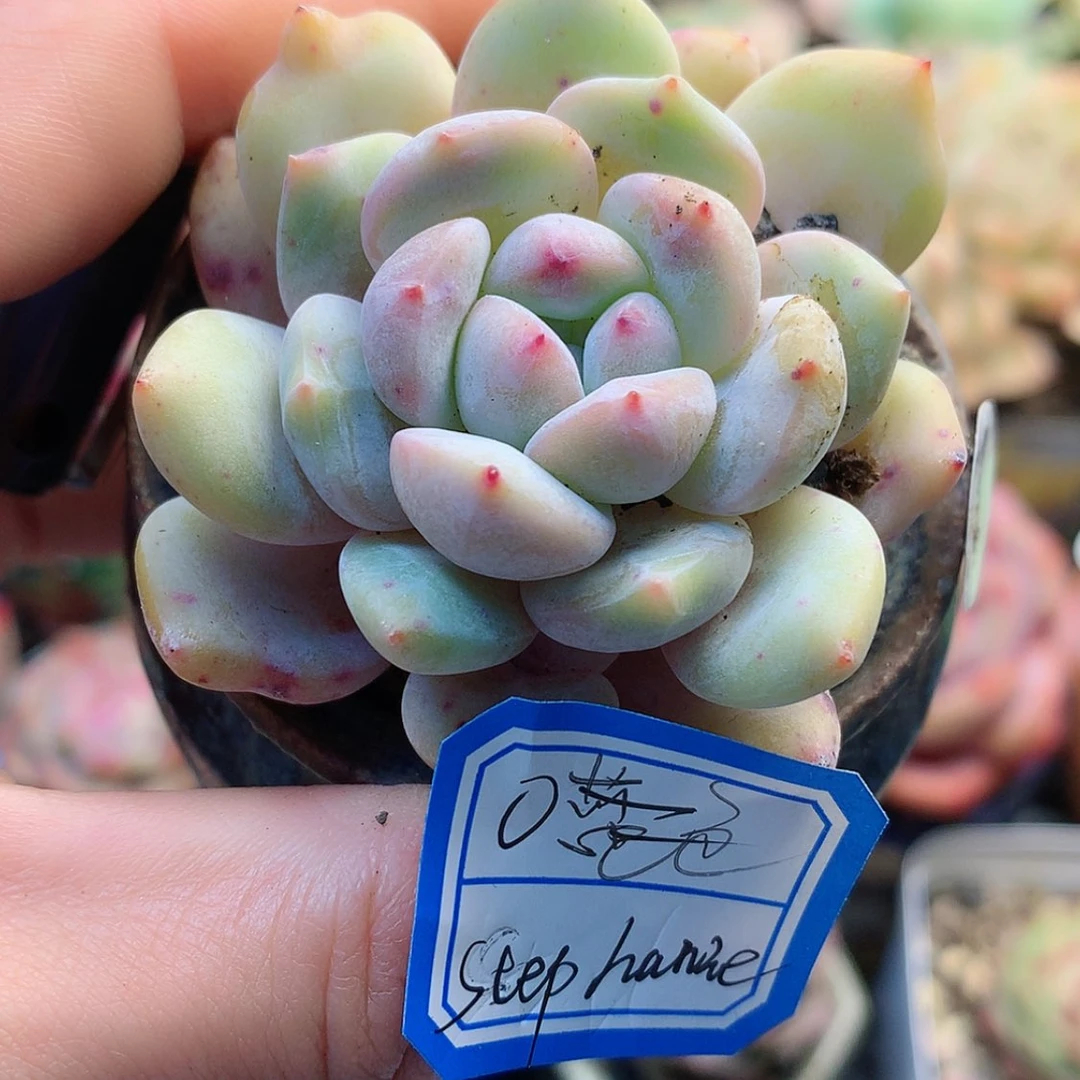 【闪购商品】?****?s0米抢