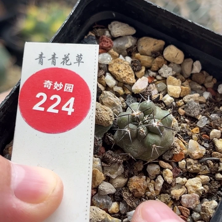实生黑刺龙爪球1.7cm