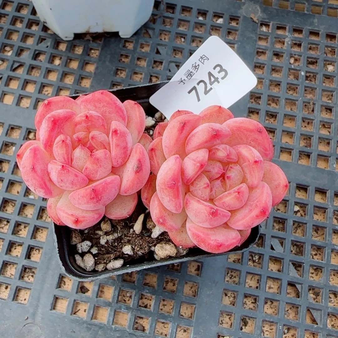 长杆甜心，7243多肉植物