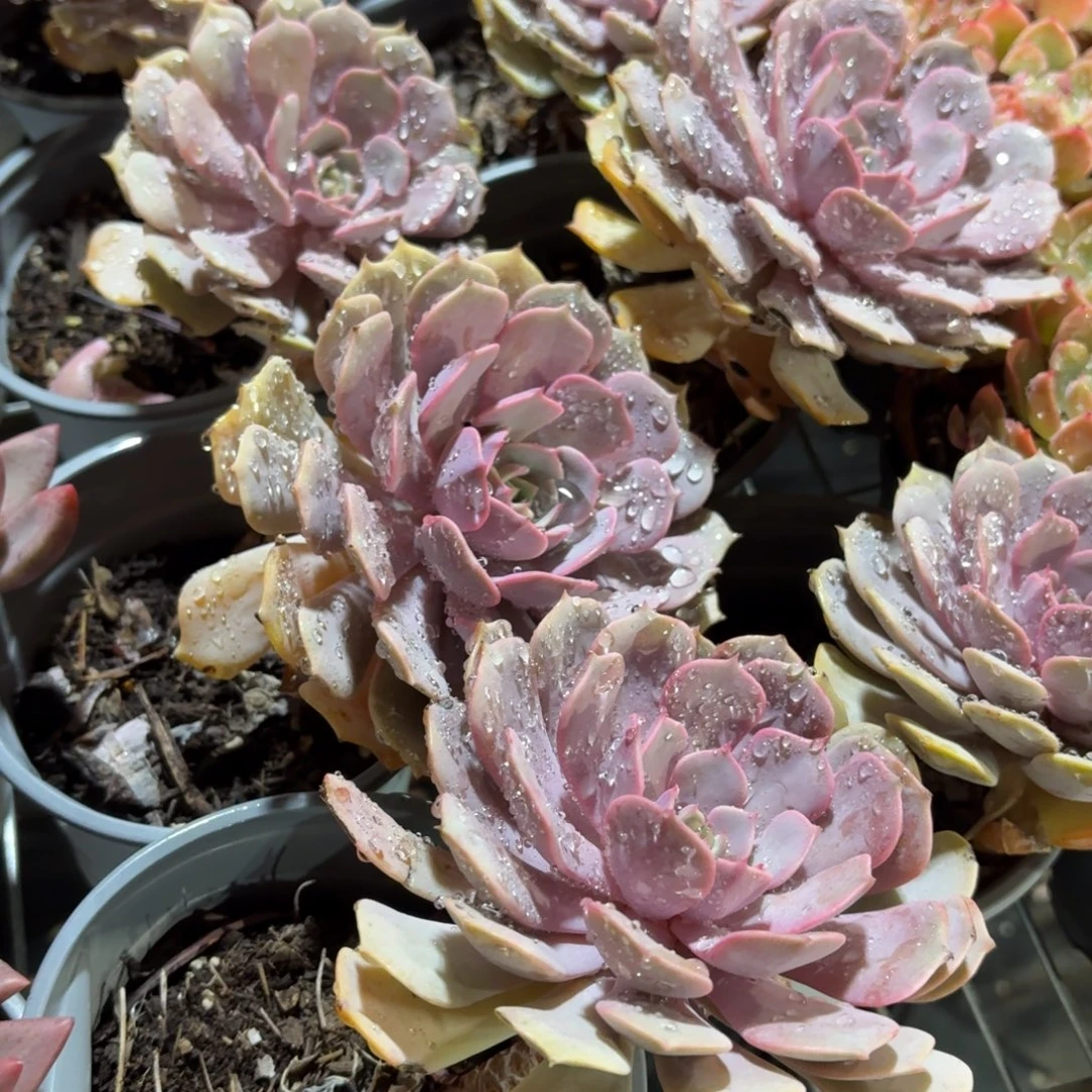 粉蝶多肉11㎝盆特价