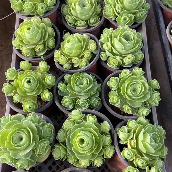 玫瑰多肉群混播4个