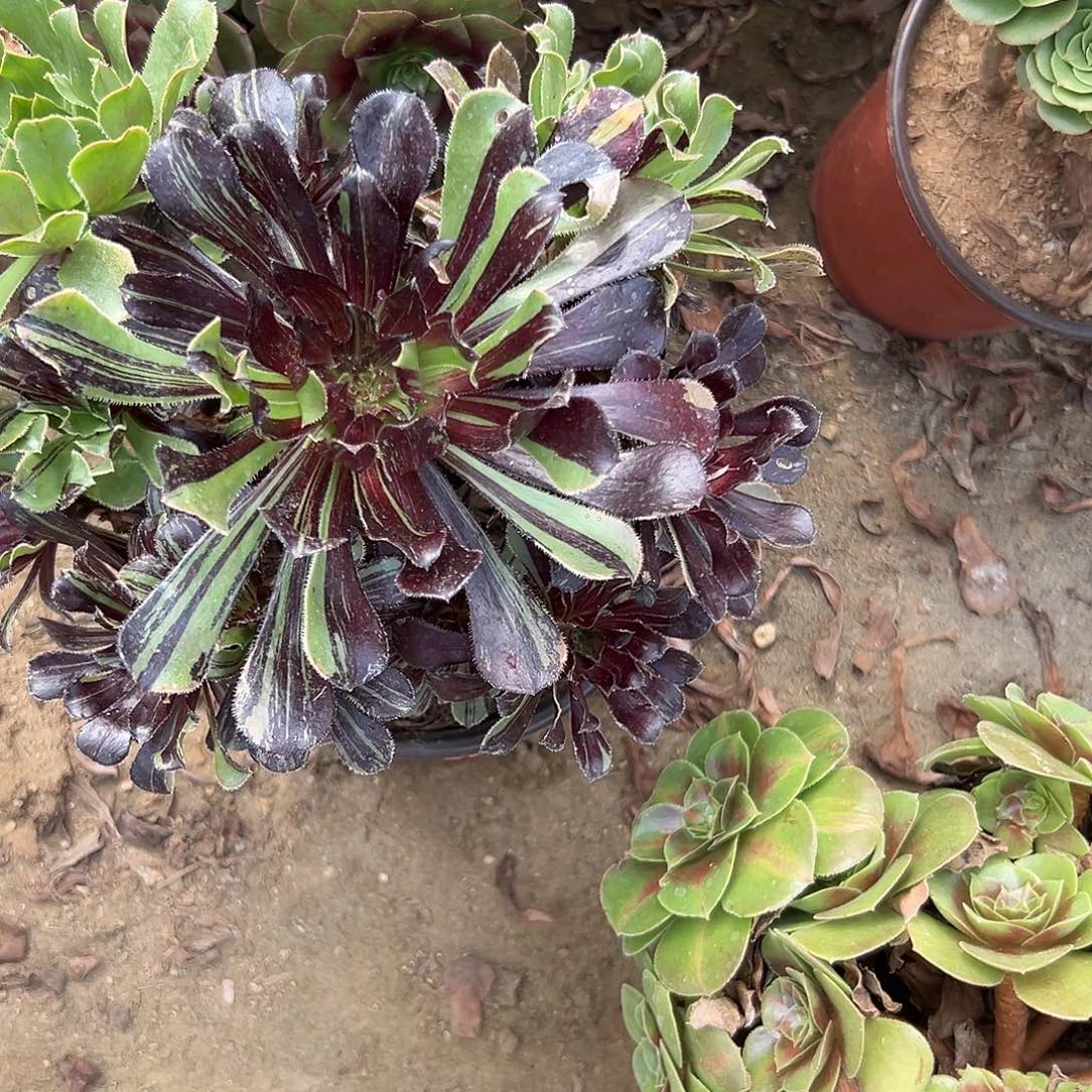 多肉植物水墨丹青