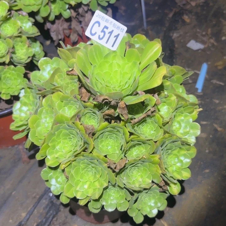 翡翠琉璃……多肉植物的