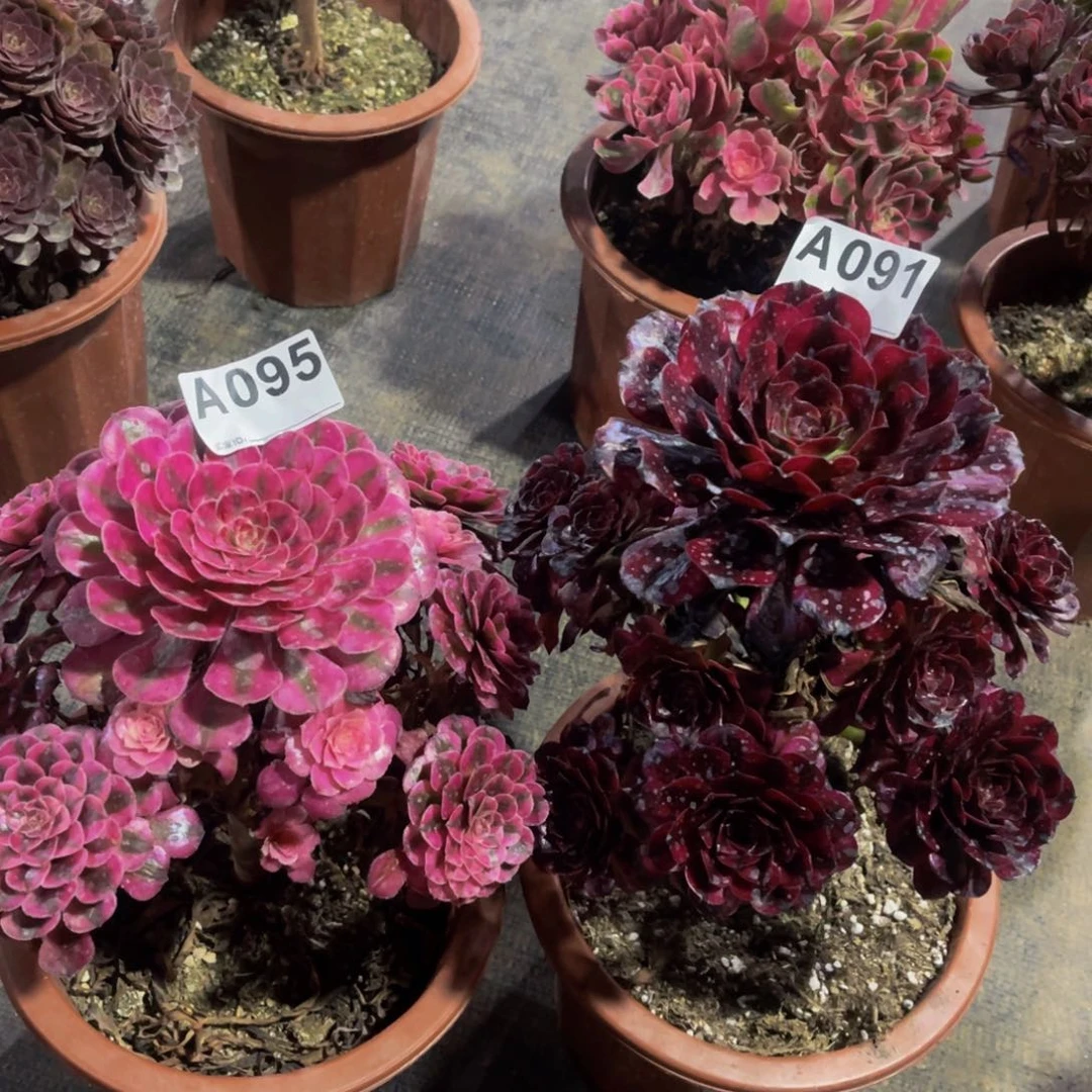 小*香组合美极091共同白095