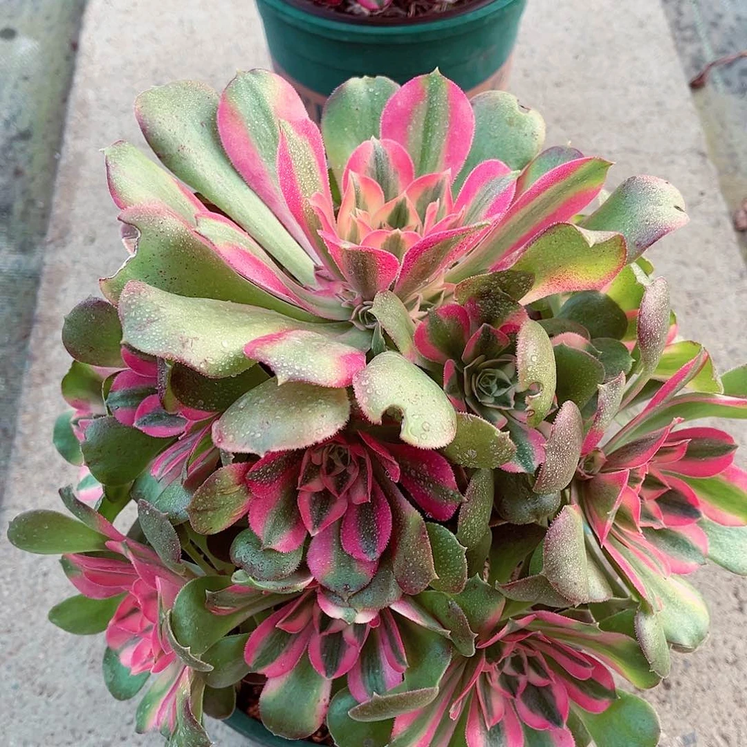 香菲法师多肉植物