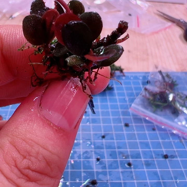 辣椒榕爱心圆福利