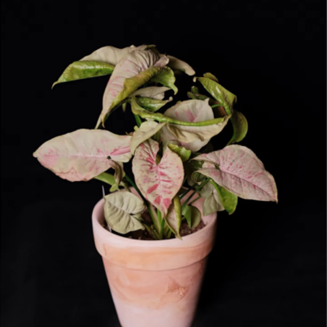 【牛奶纸屑】好看好养超强雨林感大气植物小众ins风