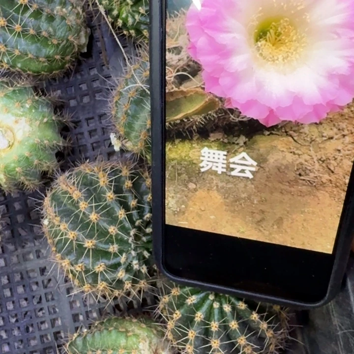 217彩草舞会歪4公分左右无根侧牙，20包邮