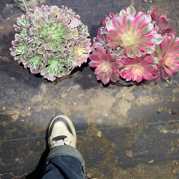 不包侧枝一物一拍81