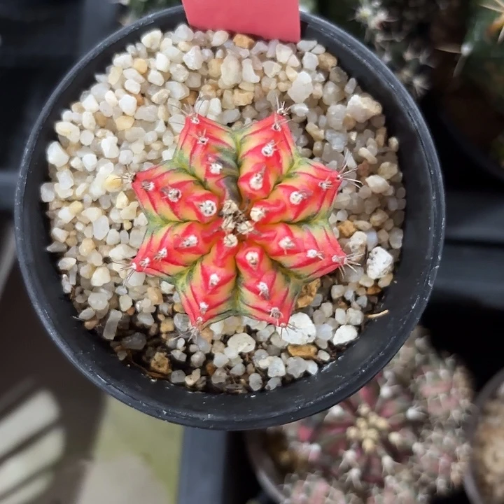 813-0703泰国发货