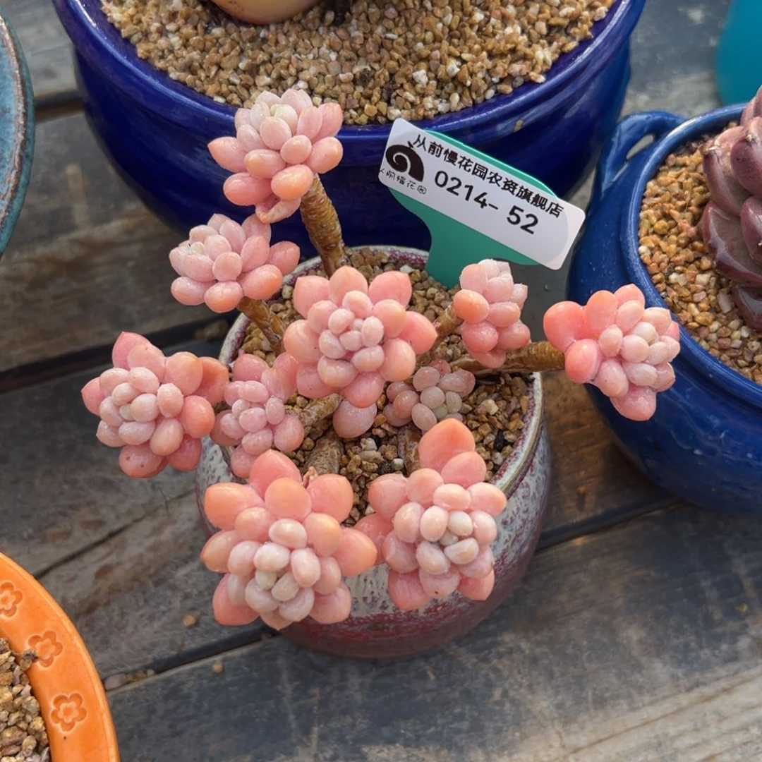 多肉一物一拍0214-52