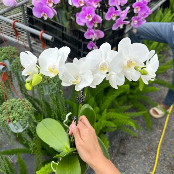 白色蝴蝶兰天然橘粉色系带花带花苞气质名媛款