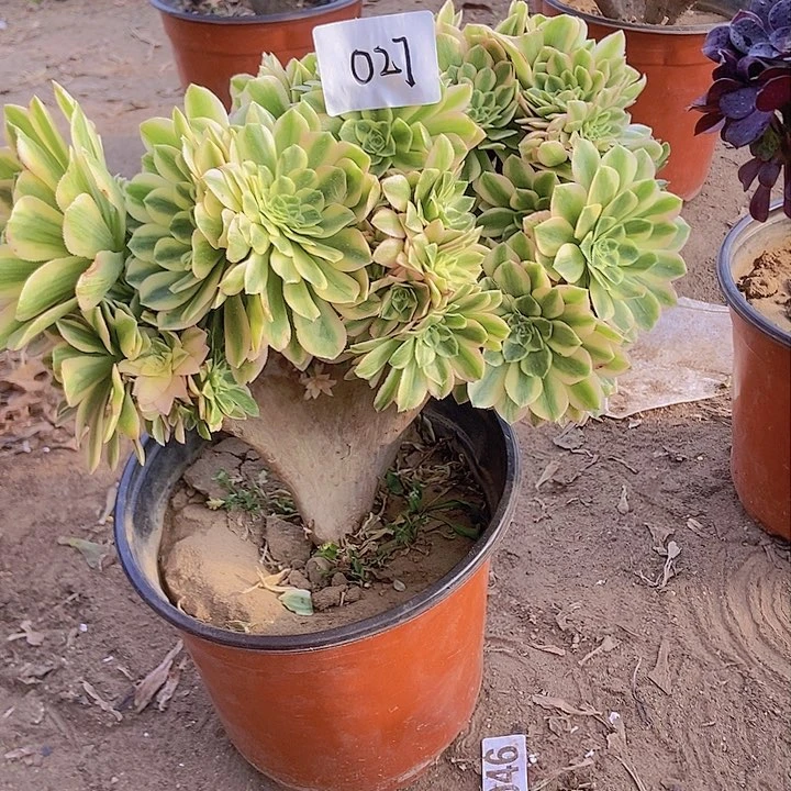 027颜宁朵朵缀化老板子有瑕疵