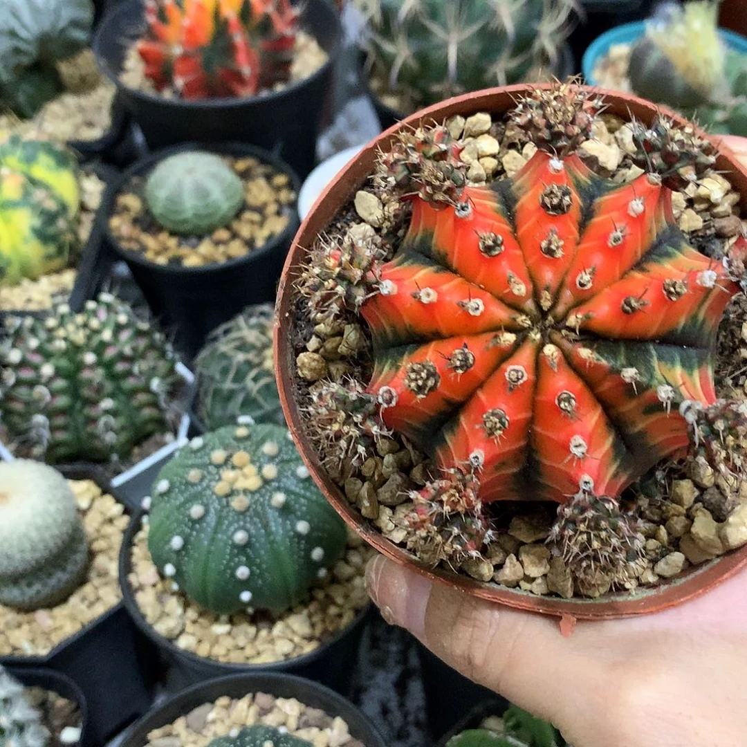 当前无花栽培后可以开花五彩牡丹