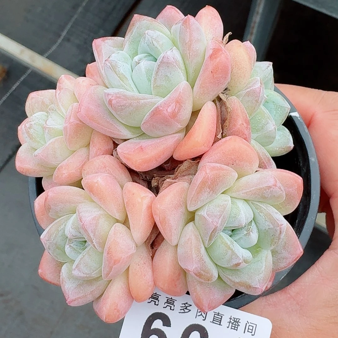 冰玉群生整装无砍            精美多肉植物