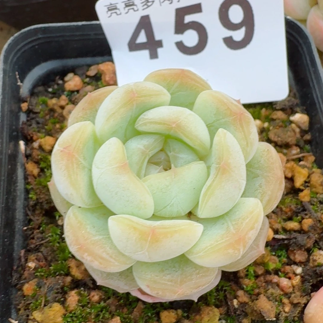 白恋         多肉植物