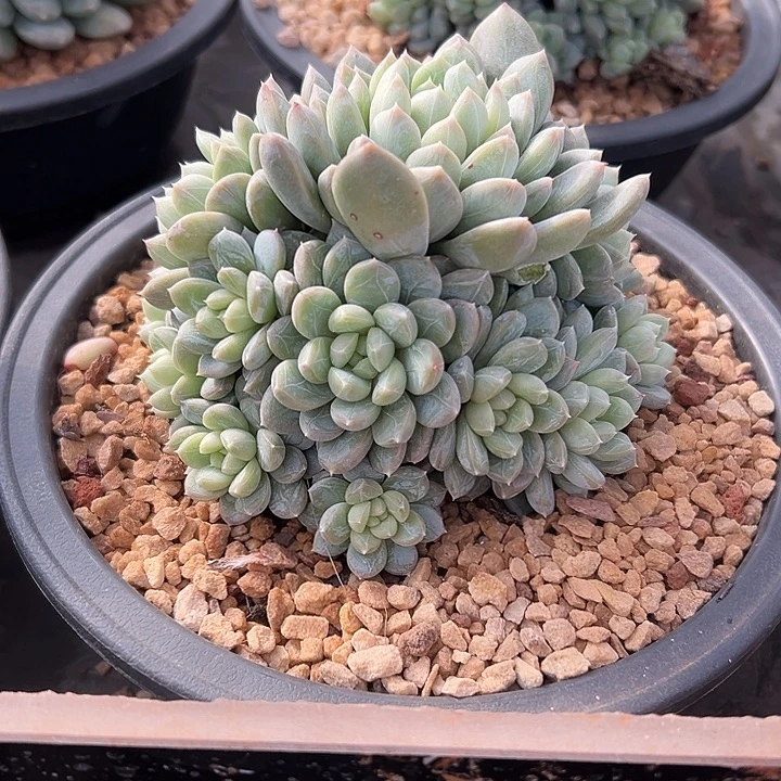 百达翡翠群生手捧多肉