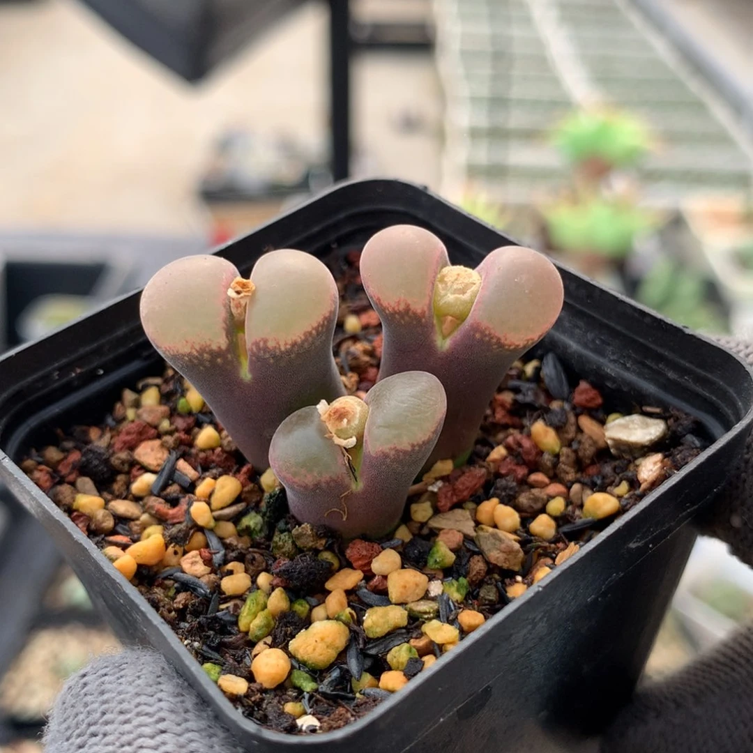 681风铃母本一颗