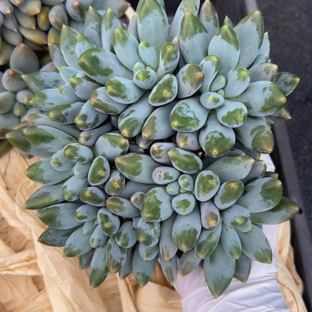****l胖体哥特多肉植物