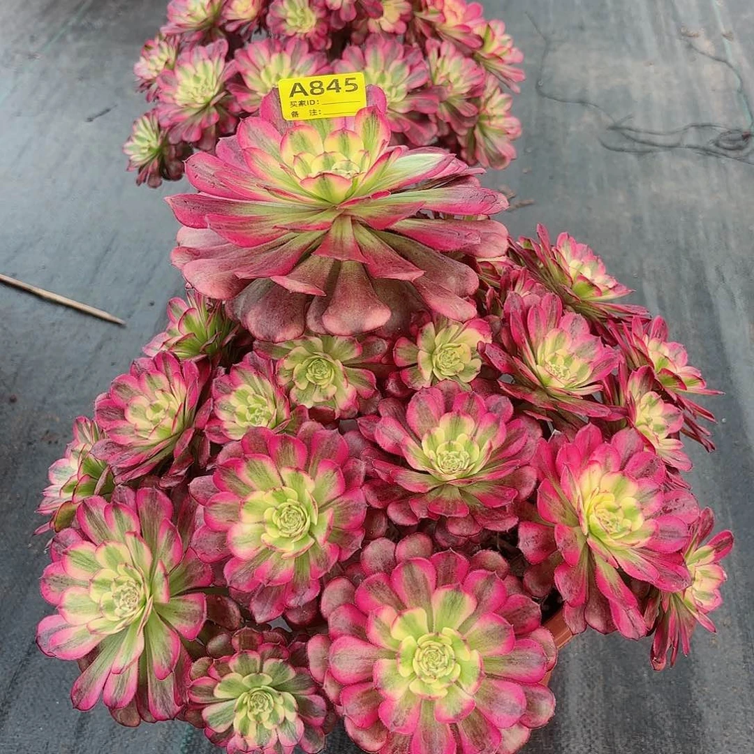 冬*姐舞天姬法师多肉植物845