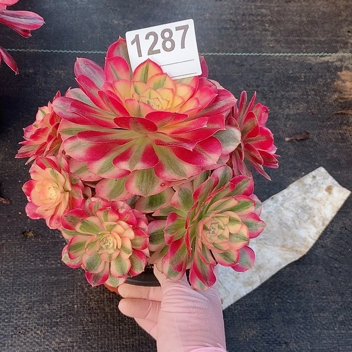 红陶一**默1287荔枝3冠服16