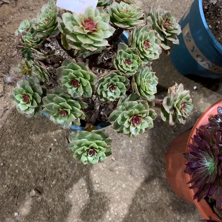 112红丝绒多肉植物特价