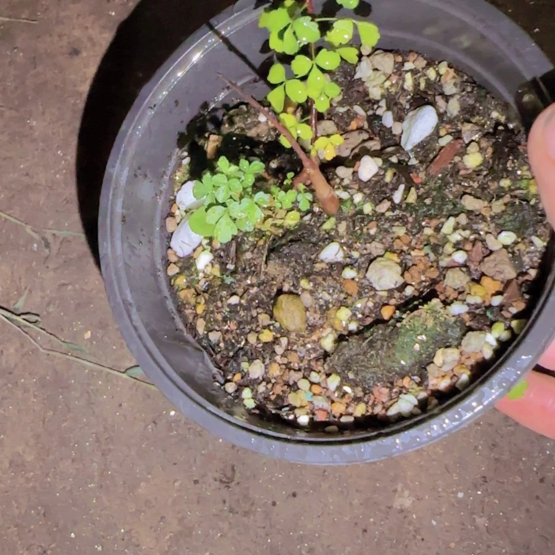 陈***狂块根植物块根植物