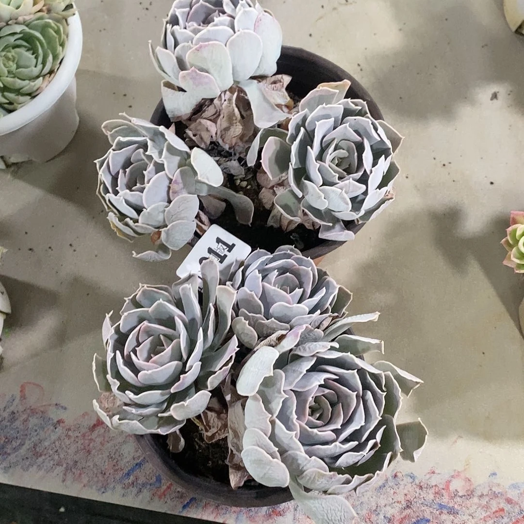 墙*911圣卡2颗多肉植物